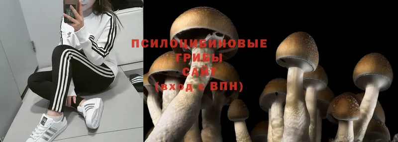 Псилоцибиновые грибы Cubensis Липки